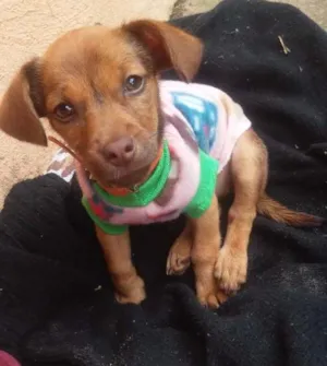 Cachorro raça Indefinida idade 2 a 6 meses nome Charlotte 