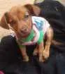 Cachorro raça Indefinida idade 2 a 6 meses nome Charlotte 