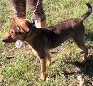 Cachorro raça desconhecida u.u idade 2 a 6 meses nome tonhao