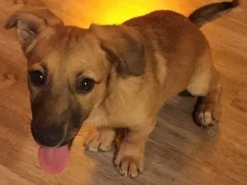 Cachorro ra a Mestiça idade 2 a 6 meses nome Chanti
