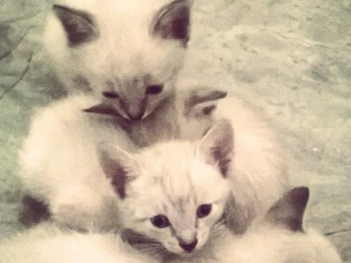 Gato ra a Siamês idade Abaixo de 2 meses nome Siamês