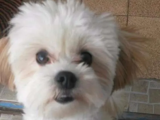 Cachorro ra a Lhasa apso idade 7 a 11 meses nome Olga