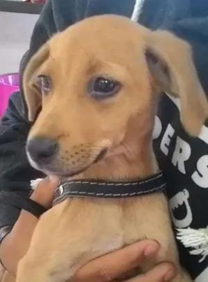 Cachorro raça SRD idade 2 a 6 meses nome sem nome