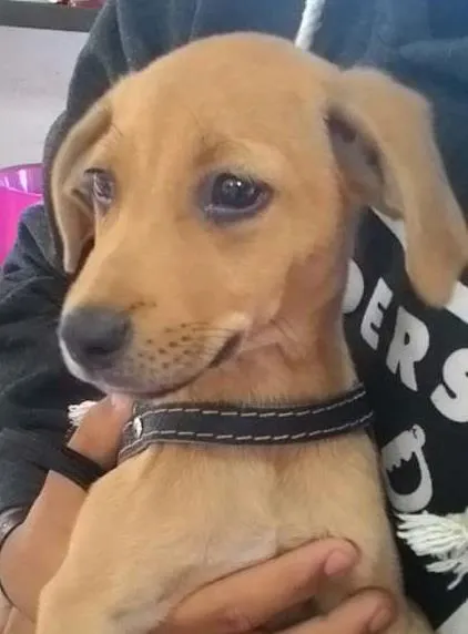 Cachorro ra a SRD idade 2 a 6 meses nome sem nome