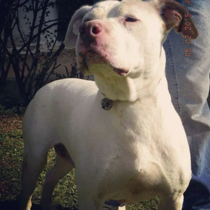 Cachorro ra a Pit-Bull idade 5 anos nome Deusa