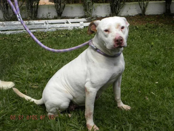 Cachorro ra a Pit-Bull idade 5 anos nome Deusa