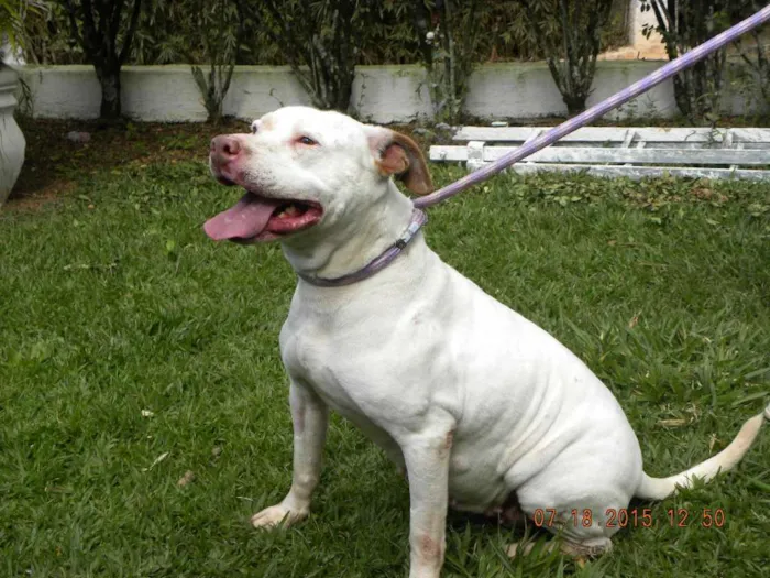 Cachorro ra a Pit-Bull idade 5 anos nome Deusa