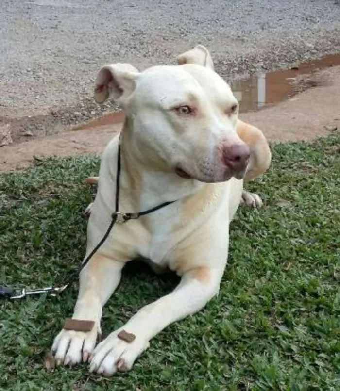Cachorro ra a Pit-Bull idade 3 anos nome Bradock