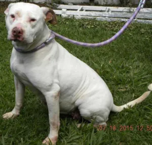Cachorro raça Pit-Bull idade 5 anos nome Deusa