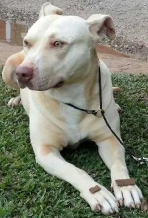 Cachorro raça Pit-Bull idade 3 anos nome Bradock