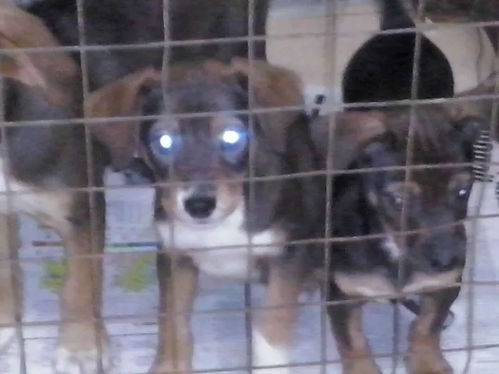 Cachorro ra a SRD - VIRA LATA idade 2 a 6 meses nome Filhotes