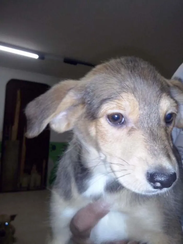 Cachorro ra a SRD - VIRA LATA idade 2 a 6 meses nome Filhotes