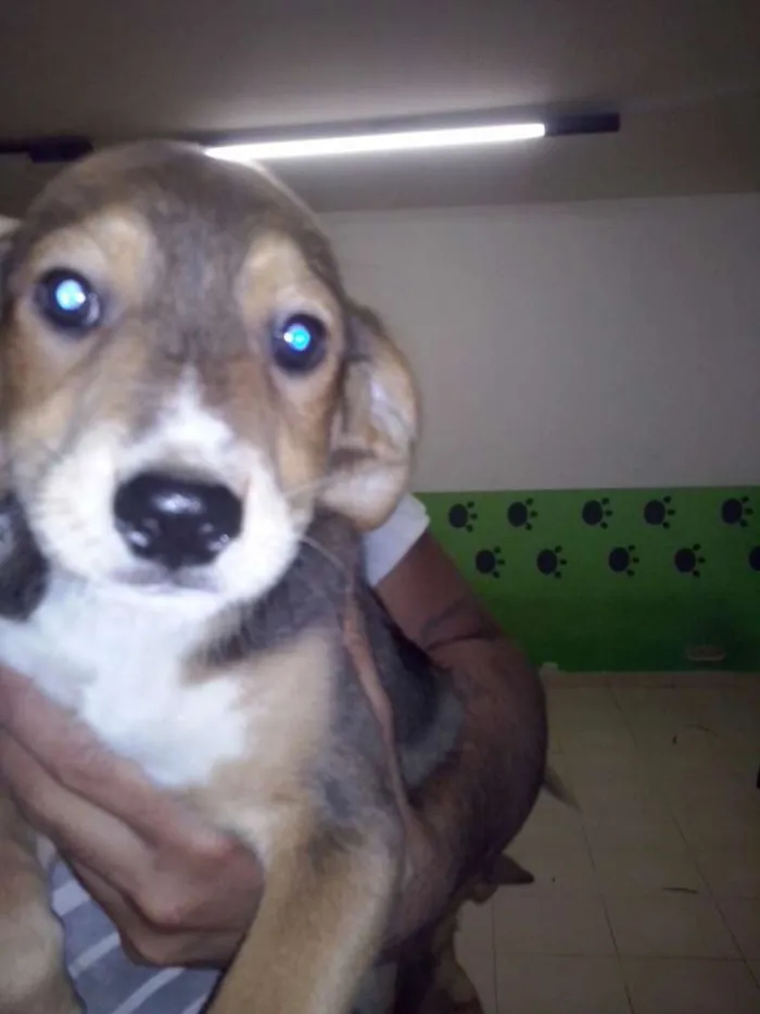 Cachorro ra a SRD - VIRA LATA idade 2 a 6 meses nome Filhotes