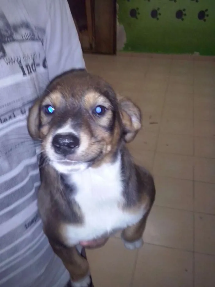Cachorro ra a SRD - VIRA LATA idade 2 a 6 meses nome Filhotes