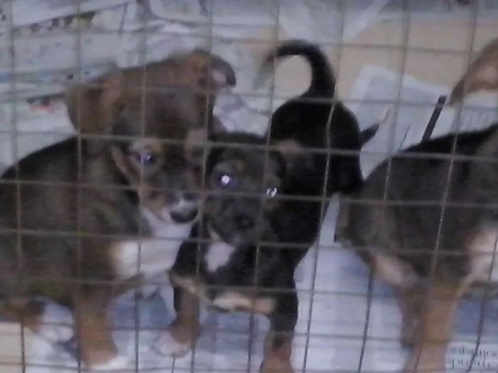 Cachorro ra a SRD - VIRA LATA idade 2 a 6 meses nome Filhotes