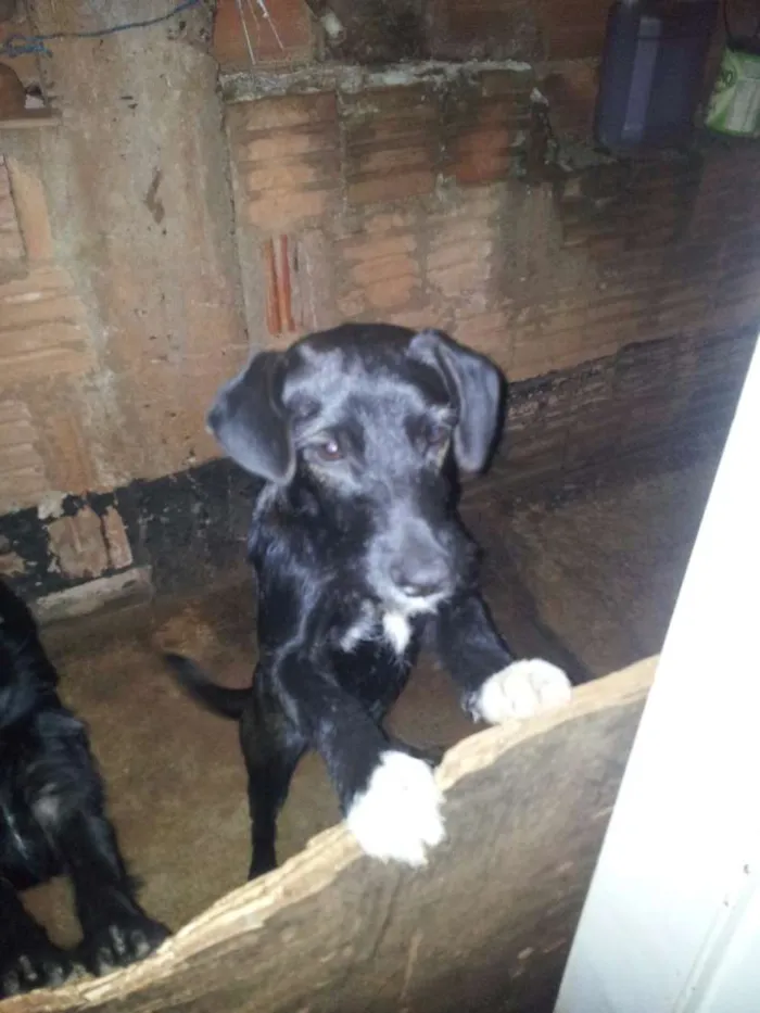 Cachorro ra a SRD idade 7 a 11 meses nome Sophi e Amora