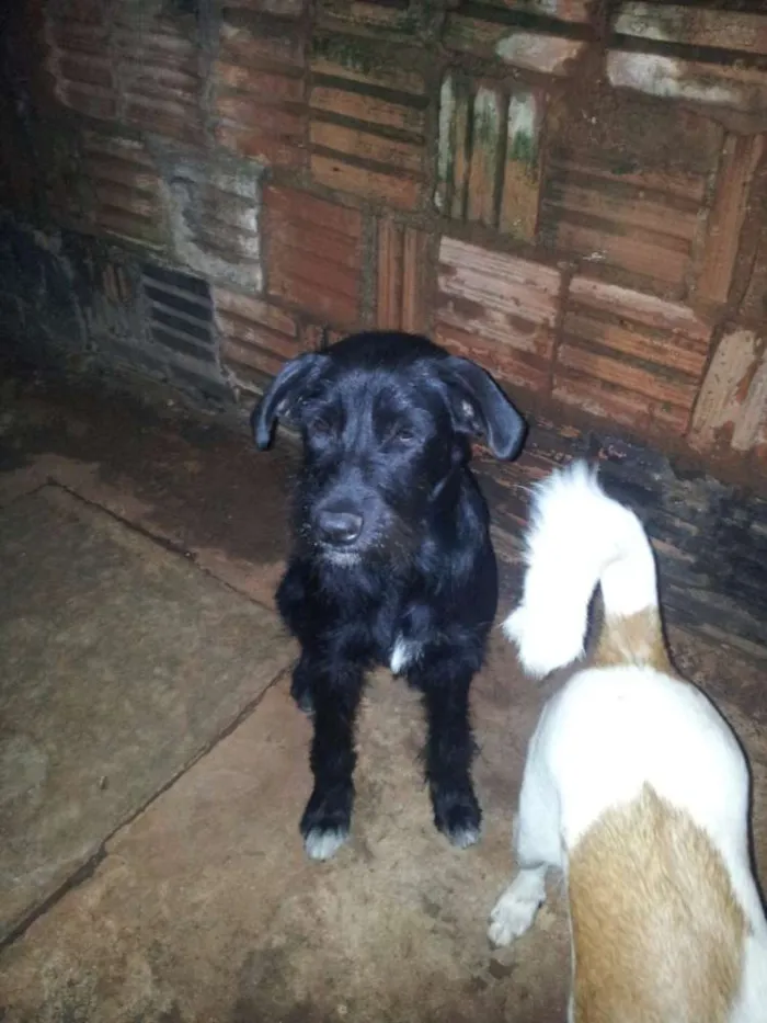 Cachorro ra a SRD idade 7 a 11 meses nome Sophi e Amora