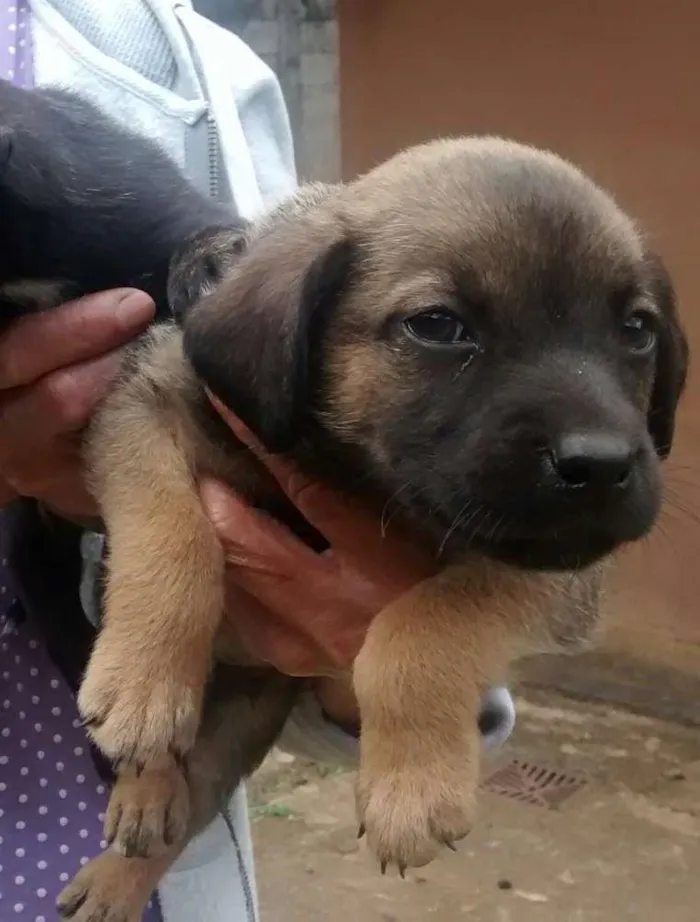 Cachorro ra a srd idade 2 a 6 meses nome Filhotinho