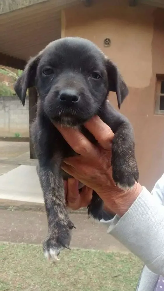 Cachorro ra a srd idade  nome Filhotinha
