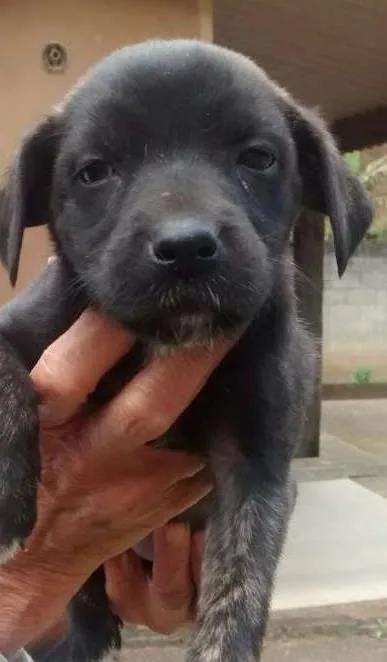 Cachorro ra a srd idade  nome Filhotinha