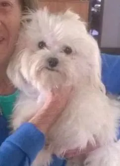 Cachorro ra a Maltez idade 1 ano nome Pitty