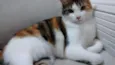 Belinha