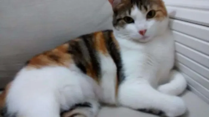 Gato ra a SRD idade 3 anos nome Belinha
