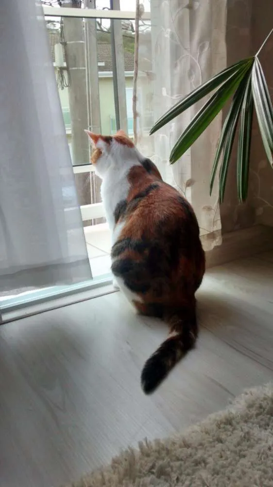 Gato ra a SRD idade 3 anos nome Belinha