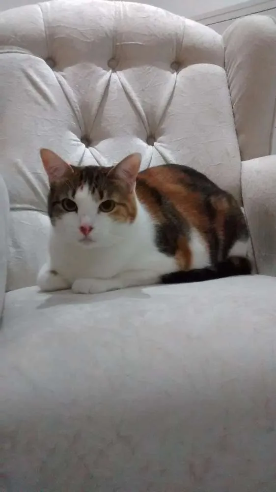 Gato ra a SRD idade 3 anos nome Belinha