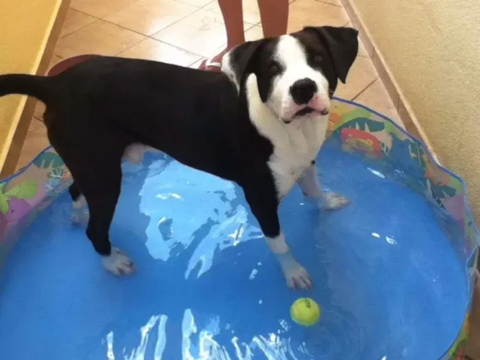Cachorro ra a SRD idade 3 anos nome Bob