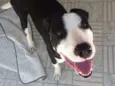 Bob