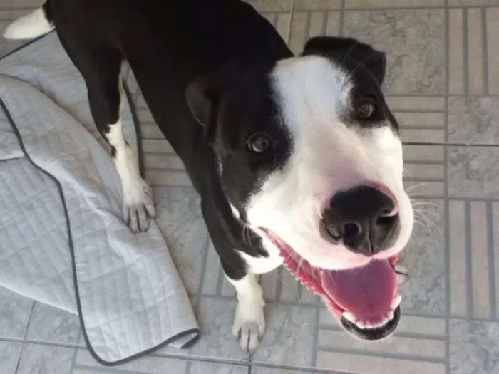 Cachorro ra a SRD idade 3 anos nome Bob