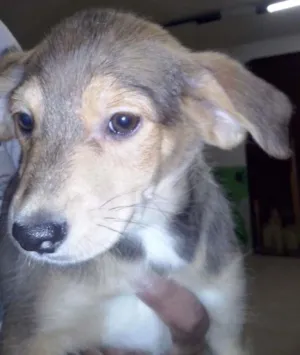 Cachorro raça SRD - VIRA LATA idade 2 a 6 meses nome Filhotes