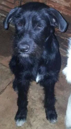 Cachorro raça SRD idade 7 a 11 meses nome Sophi e Amora