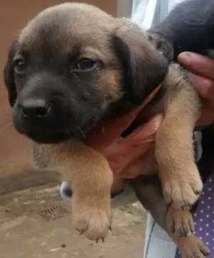 Cachorro raça srd idade 2 a 6 meses nome Filhotinho