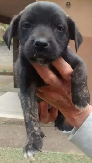 Cachorro raça srd idade  nome Filhotinha