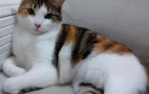 Gato raça SRD idade 3 anos nome Belinha