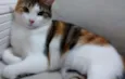 Belinha