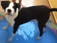 Bob