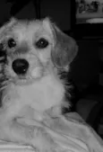 pipoca