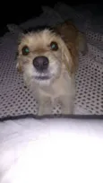 pipoca