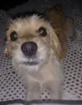 pipoca