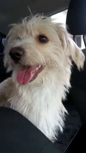 Cachorro raça SRD idade 7 a 11 meses nome Não sei