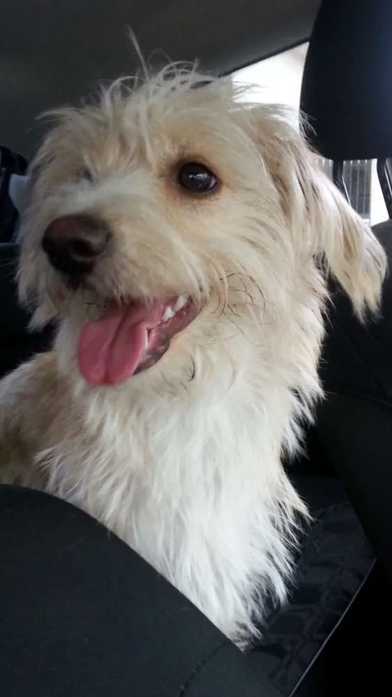 Cachorro ra a SRD idade 7 a 11 meses nome Não sei