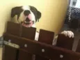 Bob