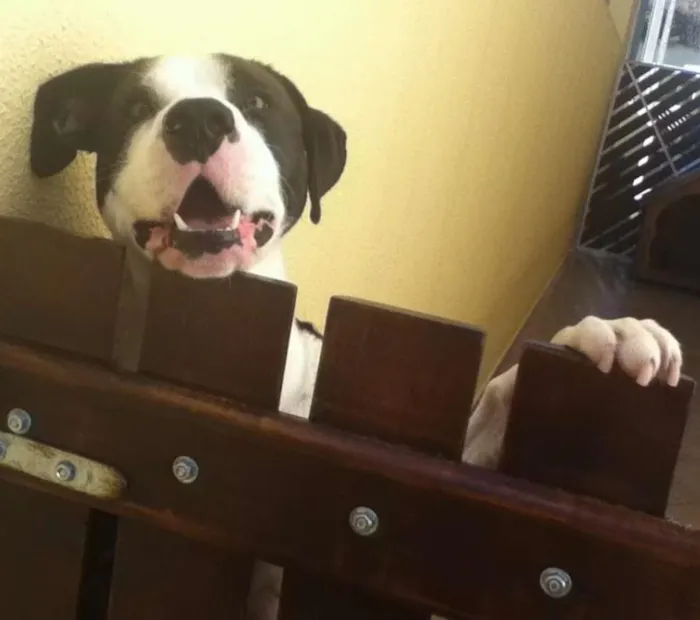 Cachorro ra a SRD idade 3 anos nome Bob