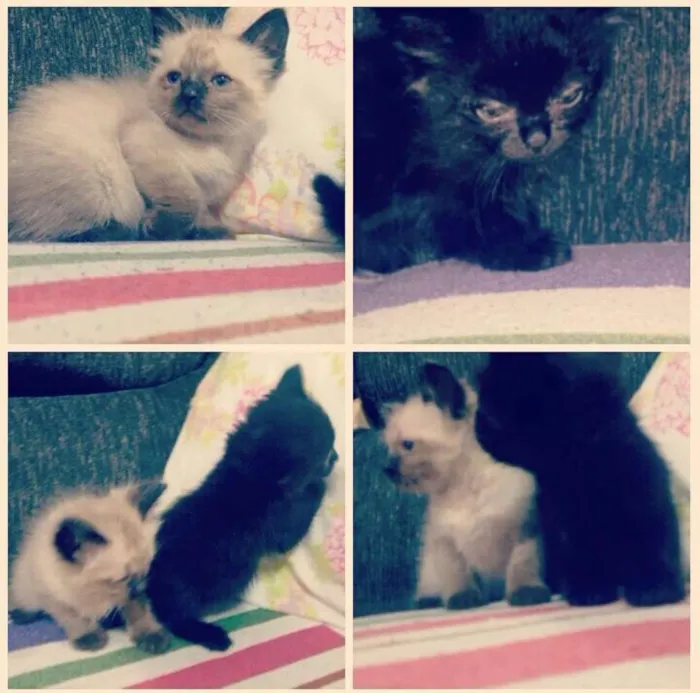 Gato ra a SRD idade 2 a 6 meses nome Princesas 