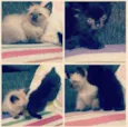 Princesas