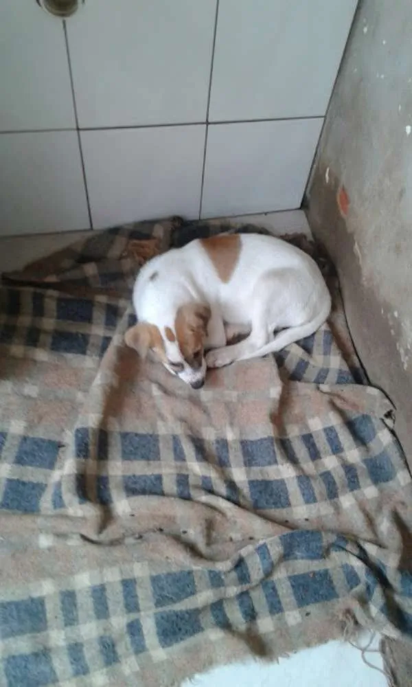 Cachorro ra a SRD idade 2 a 6 meses nome Binho