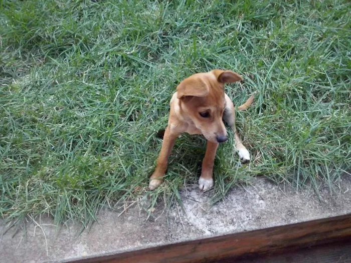 Cachorro ra a desconheço idade 2 a 6 meses nome Doroty